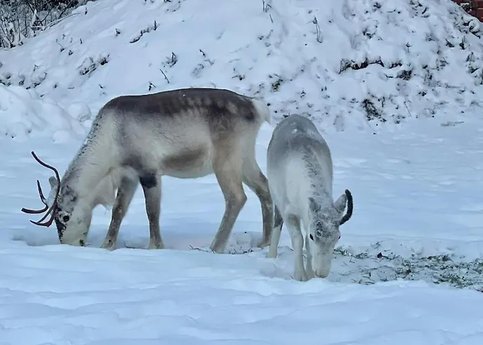 Дом отдыха Borealis Forest House With Private Sauna *